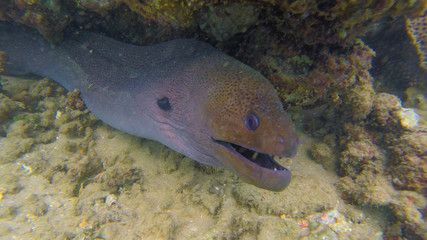 closeup moray in the ocean