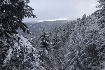 Foret vosgienne en hiver