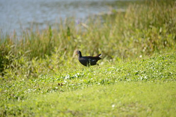 Common Gallinule