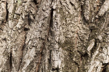 Obraz premium tree peel macro close up texture