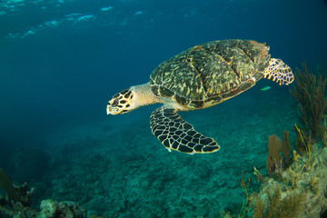 Fototapeta na wymiar HawksBill Turtle In Florida Keys