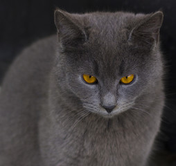 Gray cat with yellow eyes. Cat eyes closeup