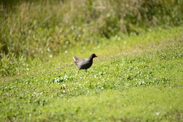Common Gallinule