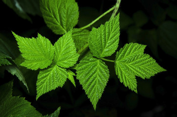 raspberry leaves
