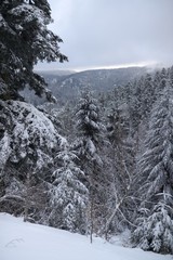 Foret vosgienne en hiver