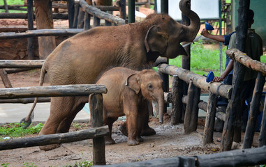 Fototapeta na wymiar elephant nursery