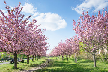 Japanese cherry blossoms
