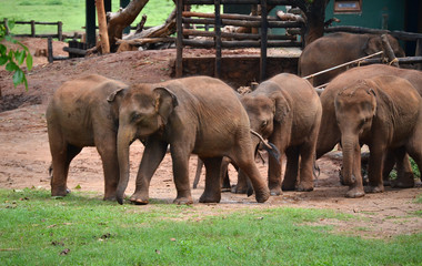 Naklejka premium elephant nursery