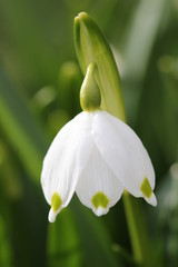Fototapeta premium Frühlingserwachen