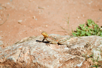 Lizard of all colors on a trunk in a garden