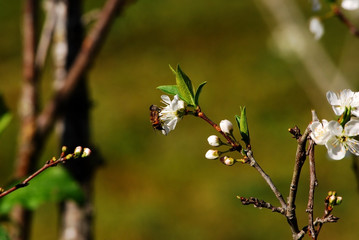 Bee and Chinese plum's flowers