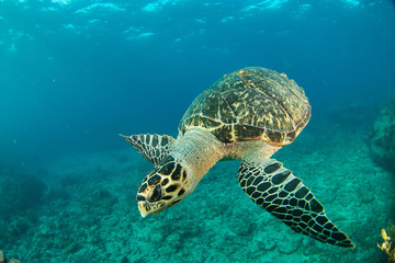 Obraz premium HawksBill Turtle In Florida Keys