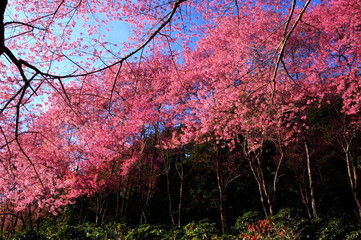 Wild himalayan cherry flowers blooming on the wild himalayan cherry trees