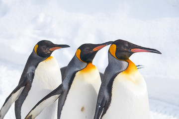 3羽のキングペンギン