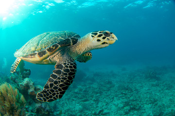 HawksBill Turtle In Florida Keys - obrazy, fototapety, plakaty