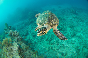Obraz na płótnie Canvas HawksBill Turtle In Florida Keys
