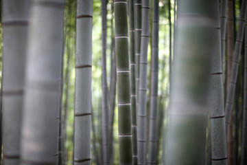 Bamboo trunks in a shady grove on a background of bright green forest
