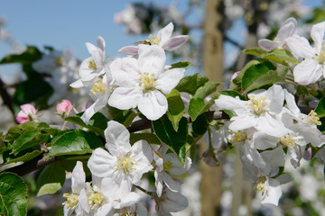 apple blossom in orchard
