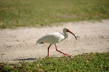 White Ibis