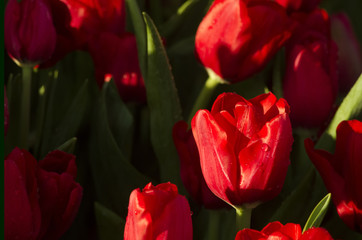 Naklejka premium Red tulips in the tulip garden