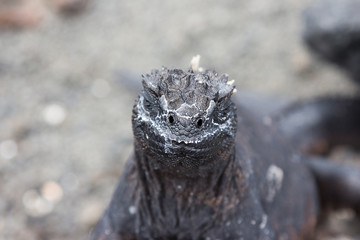 Iguana marino delle isole Galapagos