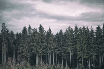 Dense and deep forest with coniferous trees. Spooky and mystical atmosphere.