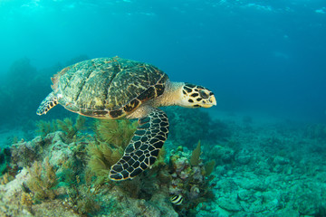 Naklejka na ściany i meble HawksBill Turtle In Florida Keys