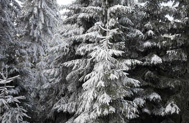 Coniferous trees during winter. Foliage is covered with layer of white snow. Dense forest in the background