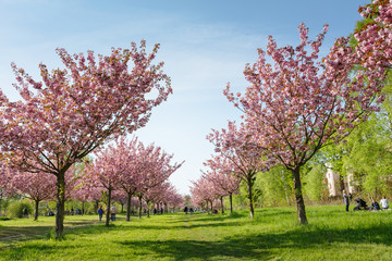 Japanese cherry blossoms
