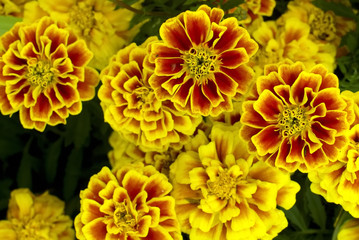 Marigold flowers in the corner of the frame