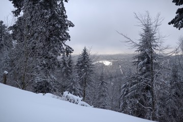 Foret vosgienne en hiver