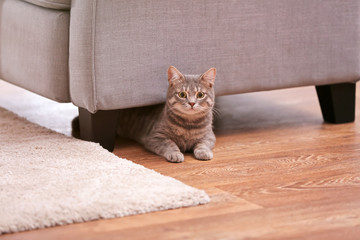 Grey tabby cat lying on floor under armchair © Africa Studio