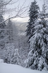 Foret vosgienne en hiver