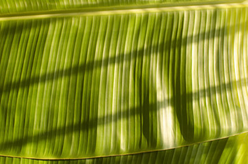 Banana leaves under the soft light behind a bamboo curtain