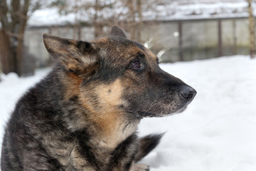 Fototapeta na wymiar The old mongrel dog lying in the snow