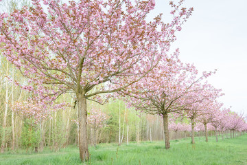 Obraz premium Japanese cherry blossoms