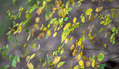 하늘거리는 나뭇잎