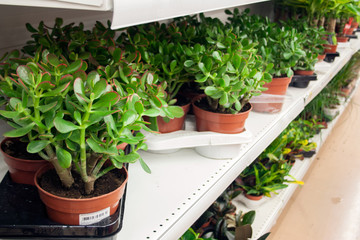 potted plants on the shelves of the flower shop