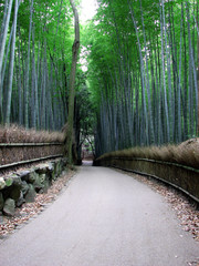 Fototapeta premium 竹林の道