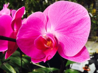 Orchidées 