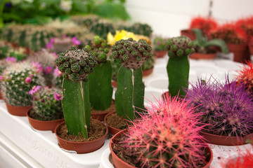 cacti on the shelves of the flower shop