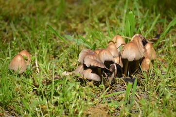 Brown wild mushrooms in the green grass