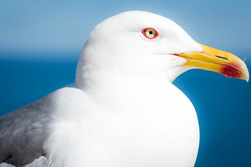 Portrait of a big sea gull on a background of blue sea and sky