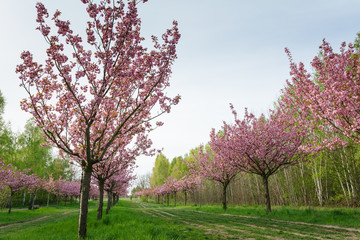 Naklejka premium Japanese cherry blossoms