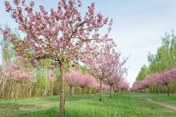 Fototapeta premium Japanese cherry blossoms