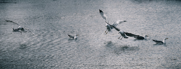 seagulls