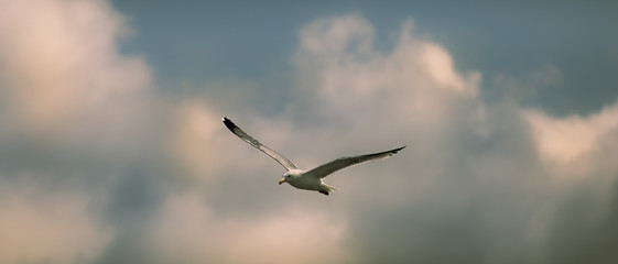 seagull in flight