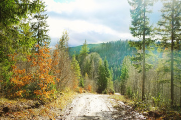 Fototapeta na wymiar Track in the wild Carpathians forest
