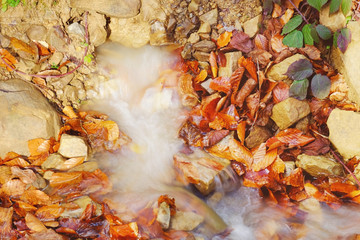 Cold stream in autumn forest
