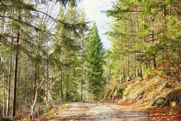 Track in the wild Carpathians forest